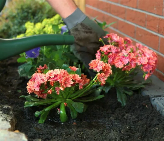 Gewöhnliche Bitterwurz - Einpflanzen im Garten