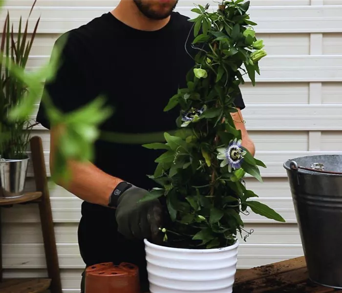 Passionsblume - Einpflanzen in ein Gefäß