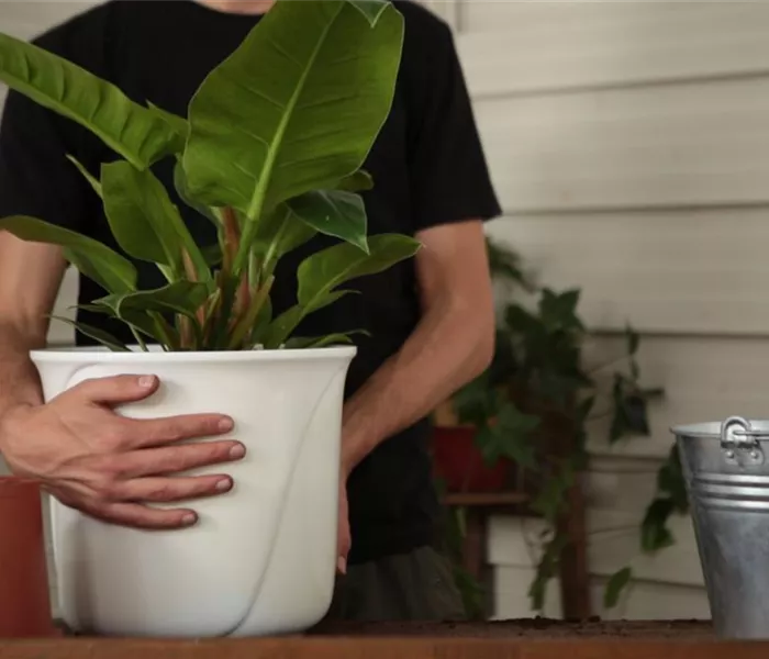 Philodendron - Einpflanzen in ein Gefäß