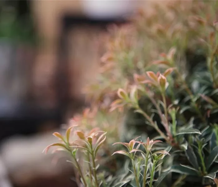 Japanisches Schattenglöckchen - Einpflanzen im Garten