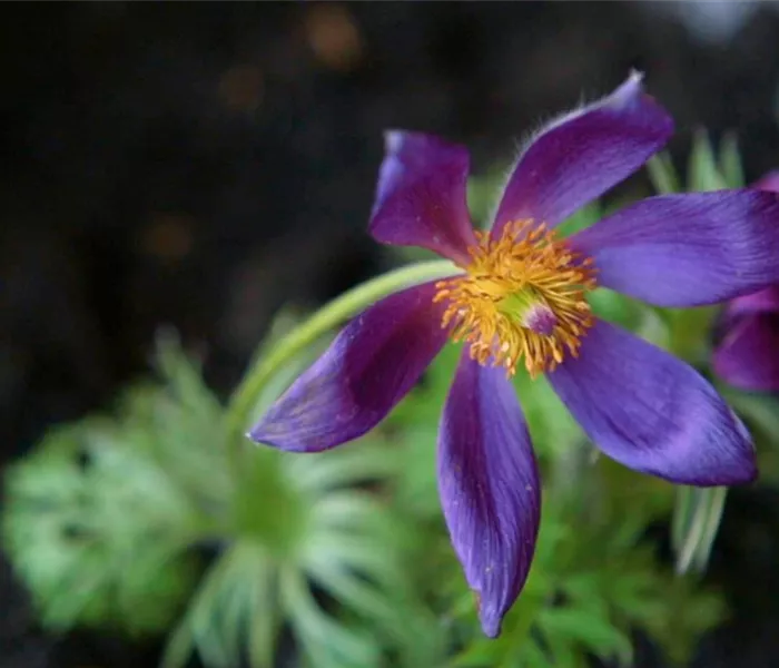 Küchenschelle - Einpflanzen im Garten
