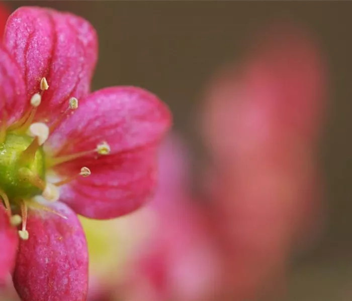 Moossteinbrech - Einpflanzen im Garten