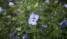 Eibisch - blau