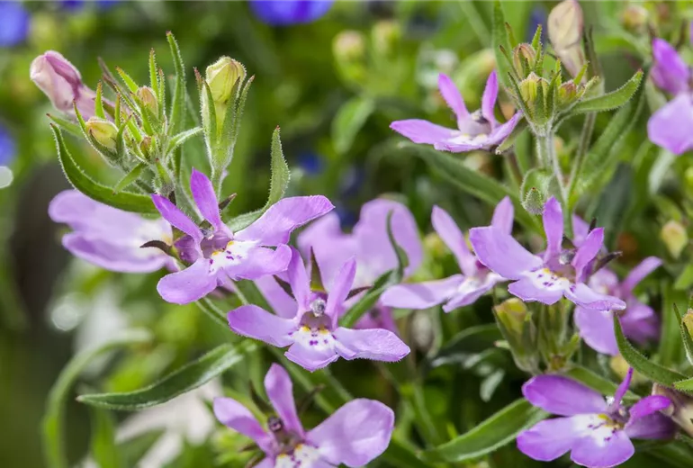 Lobelia erinus
