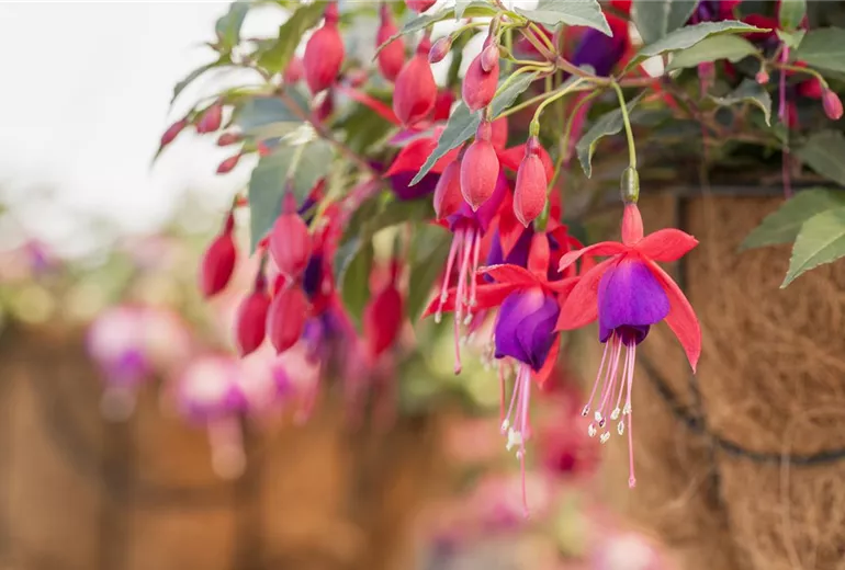 Fuchsia 'Arêtes Pompei'