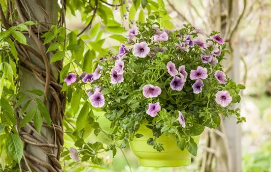 Urban Gardening trifft Upcycling – Blumenampeln aus einem Küchensieb Urban Gardening trifft Upcycling – Blumenampeln aus einem Küchensieb