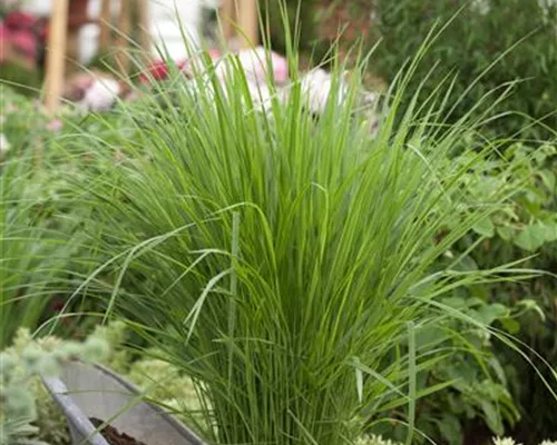 Panicum virgatum 'Northwind' Panicum virgatum 'Northwind'