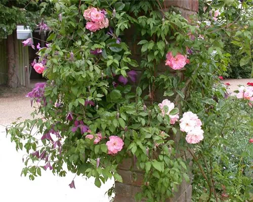 Clematis alpina Clematis alpina