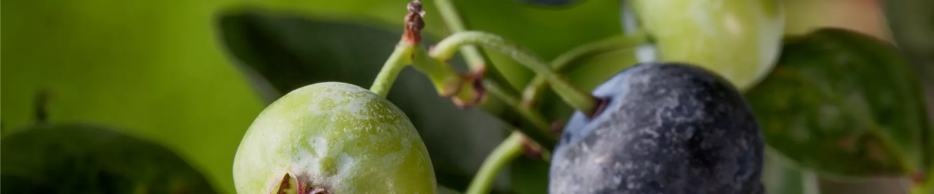 GS406748.jpg GS406748.jpg