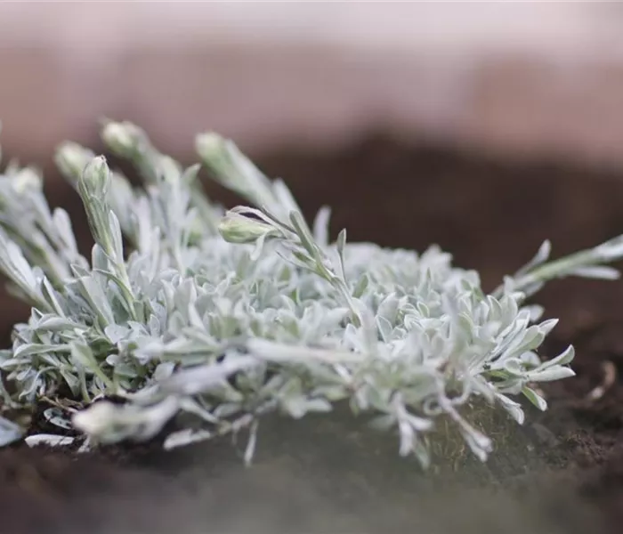 Katzenpfötchen - Einpflanzen im Garten