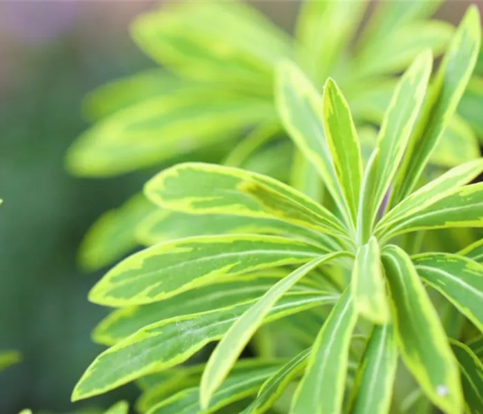 Regenbogen Wolfsmilch - Einpflanzen im Garten