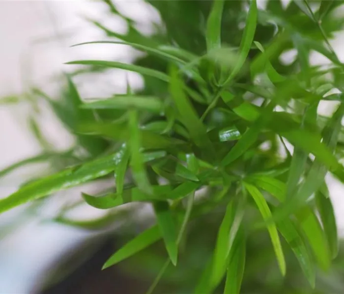 Zierspargel - Einpflanzen in ein Gefäß