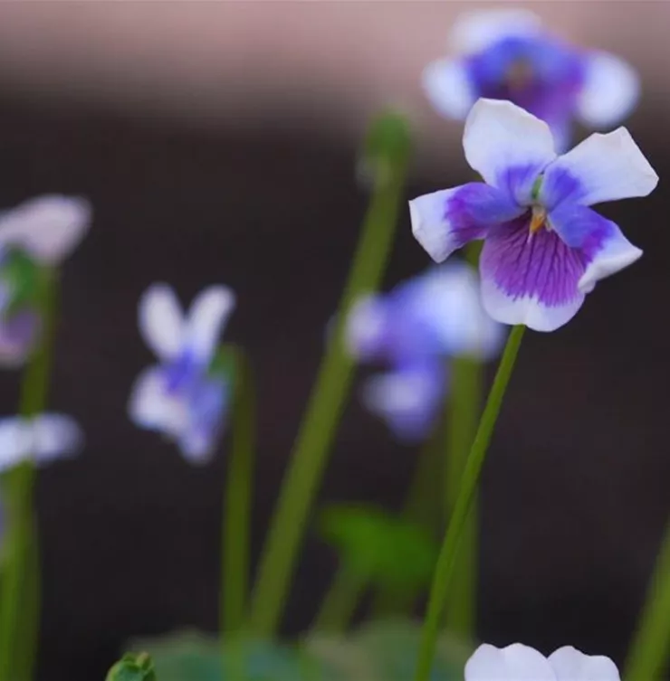 Australisches Veilchen - Einpflanzen im Garten