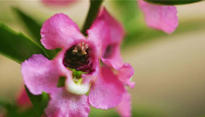 Angelonia - Einpflanzen im Garten