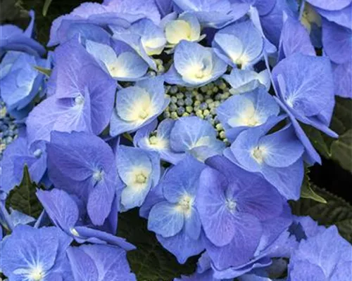 Hydrangea m. 'Blaumeise'