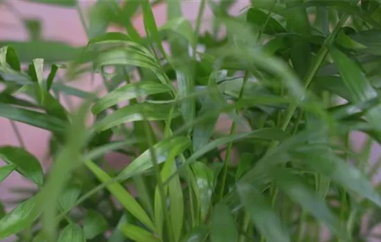 Mexikanische Bergpalme - Umtopfen Mexikanische Bergpalme - Umtopfen