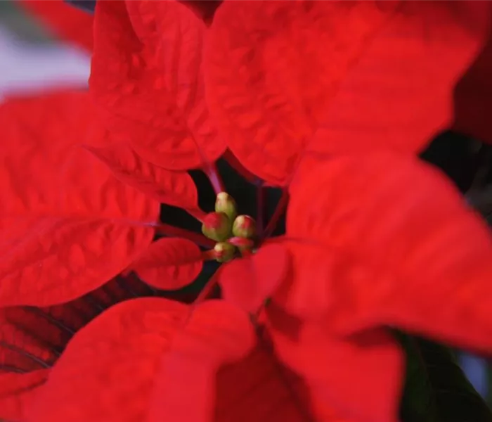 Weihnachtsstern - Umtopfen