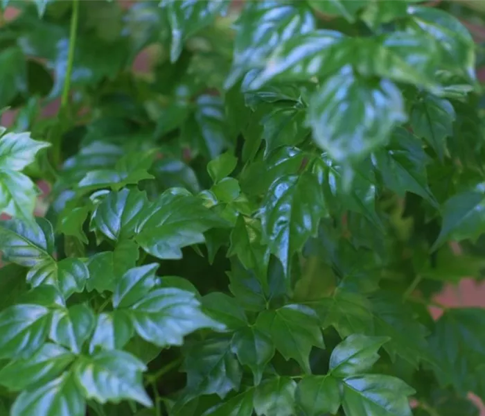 Zimmeresche - Umtopfen