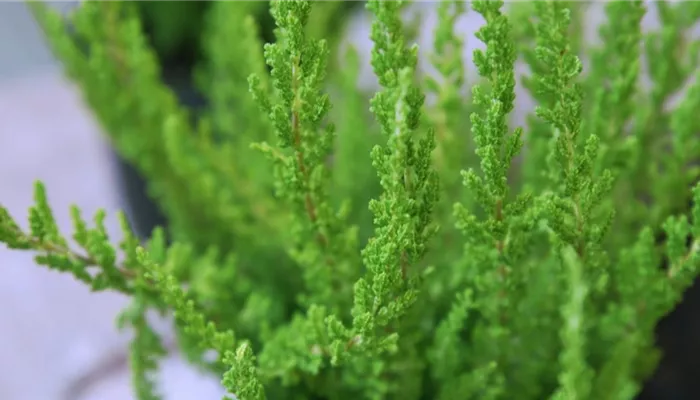 Besenheide - Einpflanzen im Garten