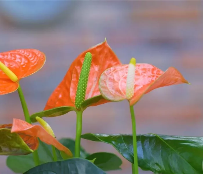 Flamingoblume - Umtopfen