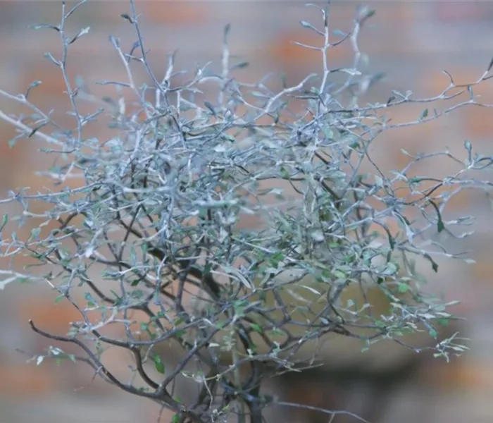 Zickzackstrauch - Umtopfen