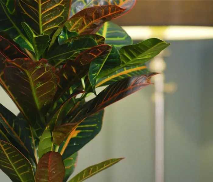 Zimmerpflanzenportrait - Wunderstrauch