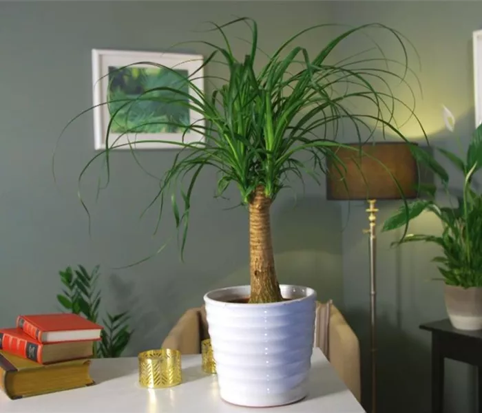 Zimmerpflanzenportrait - Elefantenfuß