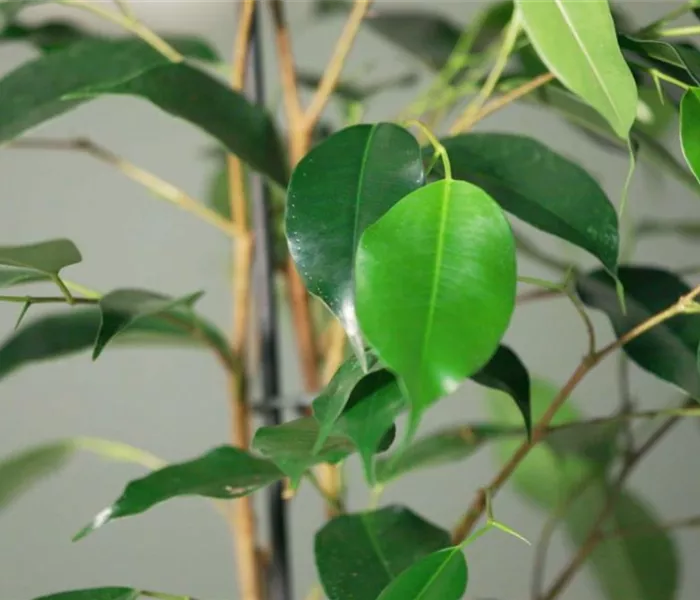 Zimmerpflanzenportrait - Birkenfeige