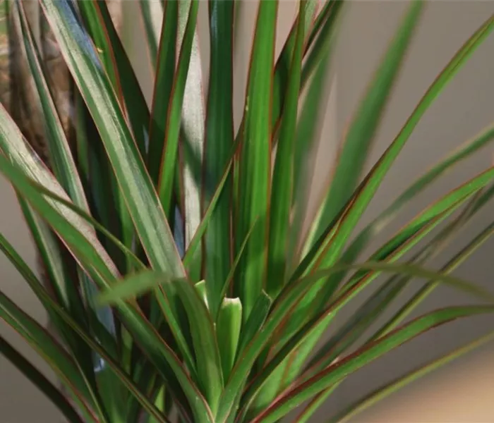 Zimmerpflanzenportrait - Drachenbaum