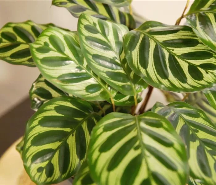 Zimmerpflanzenportrait - Korbmarante