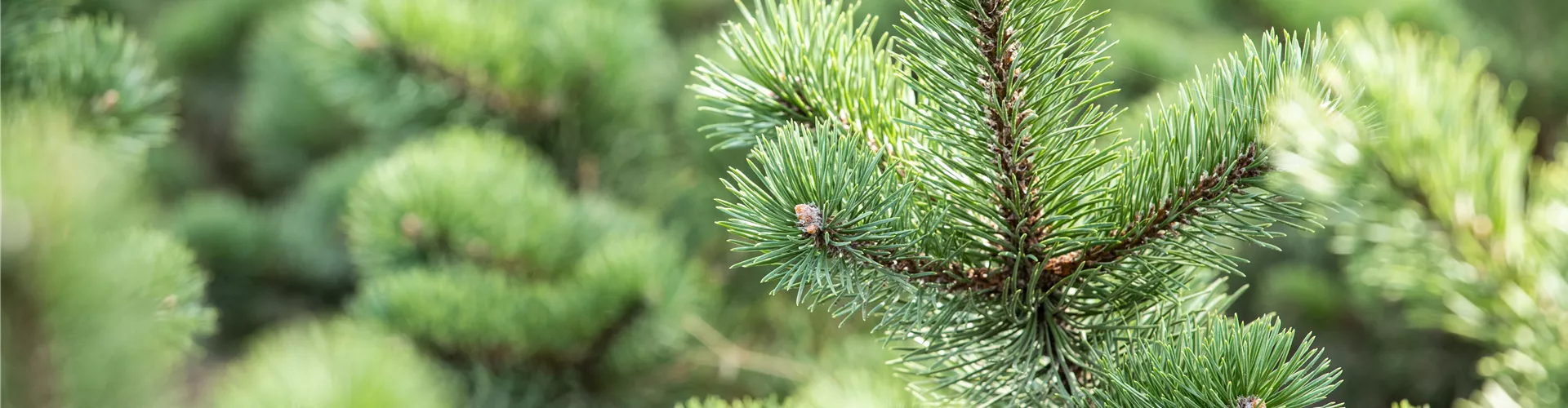 GS643569.jpg GS643569.jpg