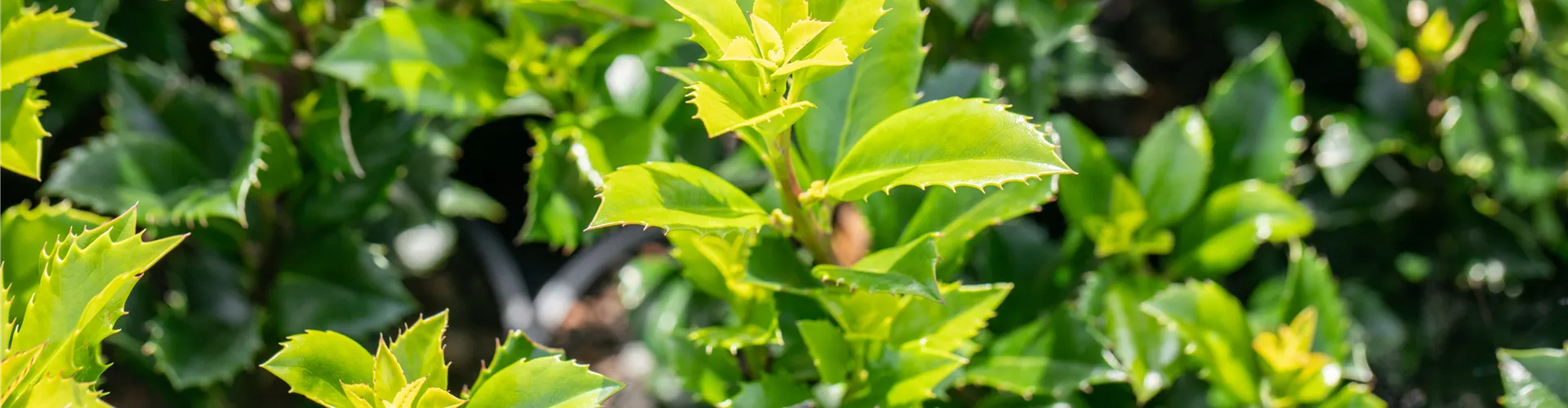 GS649934.jpg GS649934.jpg