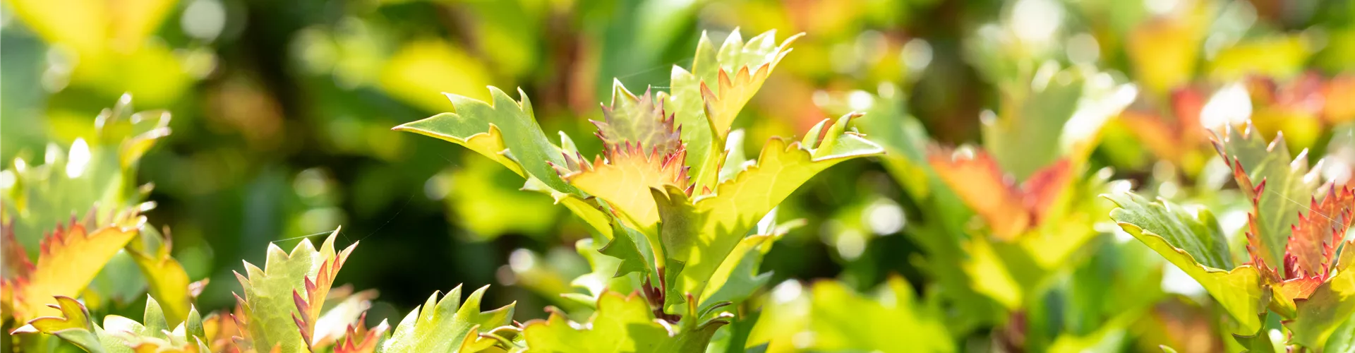 GS649927.jpg GS649927.jpg