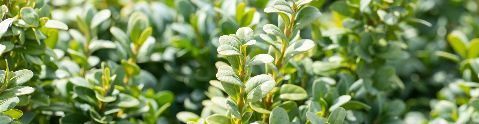 GS649946.jpg GS649946.jpg