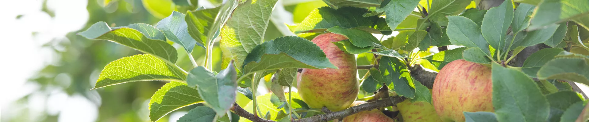 GS729269.jpg GS729269.jpg