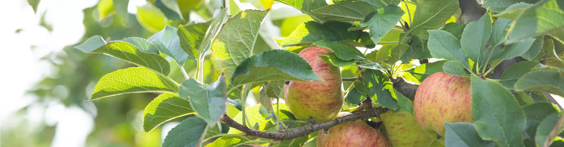 GS729269.jpg GS729269.jpg