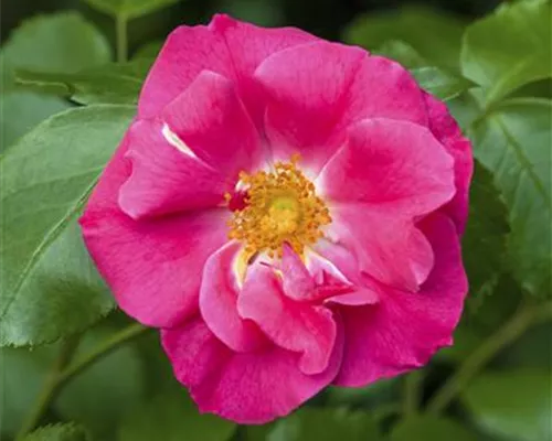 Rosa rugosa 'Rubra' Rosa rugosa 'Rubra'