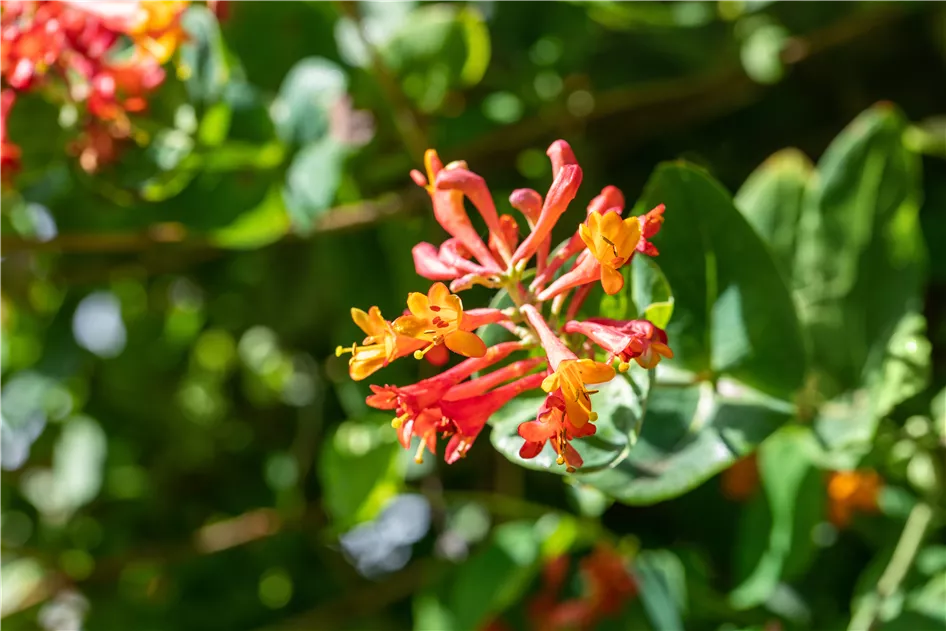 Lonicera brownii 'Dropmore Scarlet' - Baumschule Teuffenbach