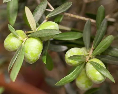Olea europaea Olea europaea