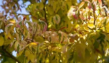 Blumenhartriegel