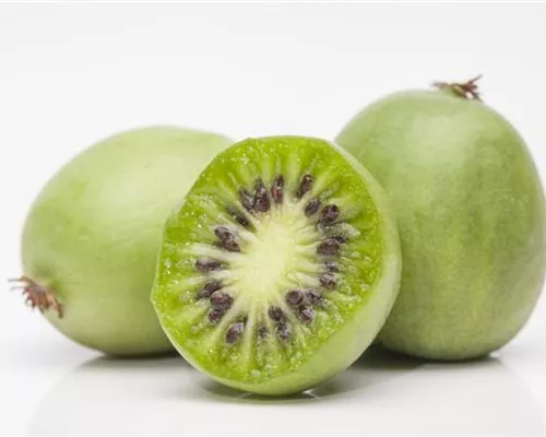 Actinidia arguta i.S.