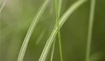 Chinaschilf