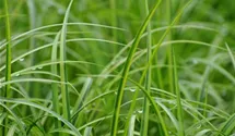 Grasartiger Garten-Kalmus 'Ogon'