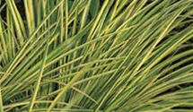 Grasartiger Garten-Kalmus 'Ogon'