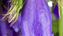 Glockenblume
