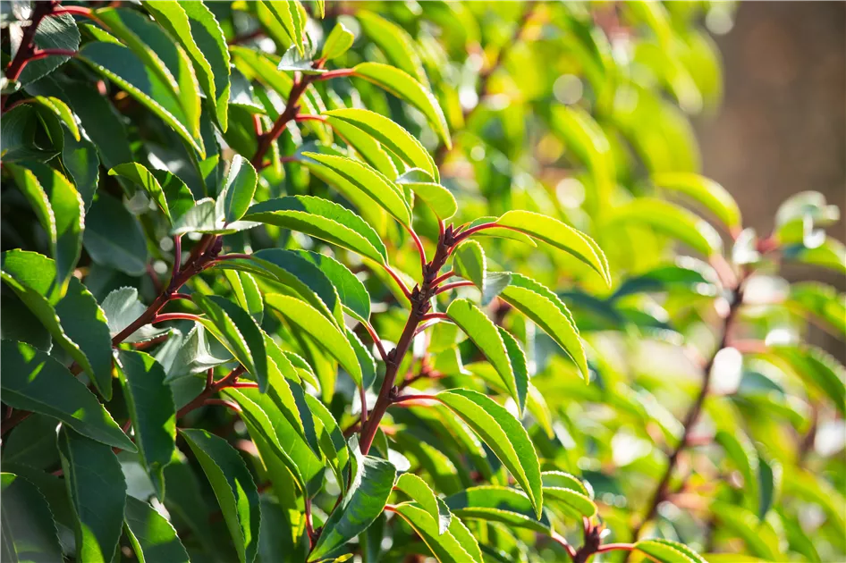 Prunus lusitanica - Baumschule Teuffenbach