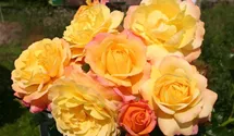 Polyantharose Rose der Hoffnung