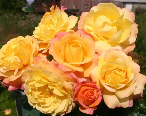 Rosa 'Rose der Hoffnung' BT Rosa 'Rose der Hoffnung' BT