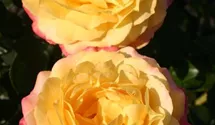 Polyantharose Rose der Hoffnung