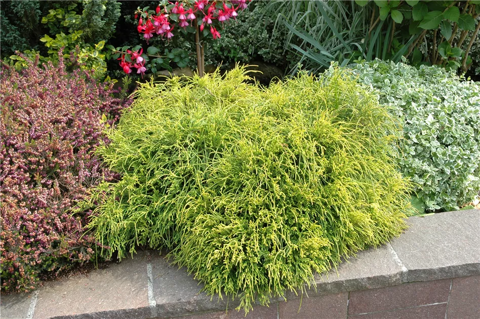Thuja plicata 'Whipcord' - Baumschule Teuffenbach